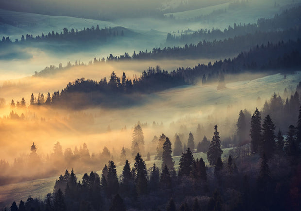 Sunrise hills wall mural featuring rolling forested hills, golden morning light, and soft mist.