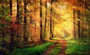 Golden autumn wall mural with a forest path surrounded by vibrant fall foliage and sunlit trees.