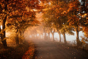 Tree avenue wall mural with a serene autumn pathway, golden foliage and soft mist.