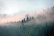 Forest wall mural with morning fog, evergreen trees, and soft pink hues.