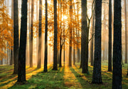 Golden forest wall mural with sunlight streaming through trees, creating a cozy atmosphere in a modern living room.