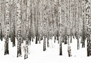 Birch forest wall mural with rows of black-and-white birch trees standing in a snowy landscape, ideal for minimalist and modern decor.