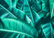 Banana leaf wall mural with bold, richly detailed tropical green leaves, ideal for vibrant and stylish home decor.