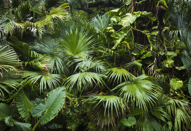 Tropical palm leaves wall mural image 1