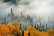 Autumn Mist Wall Mural - Mural Wonder